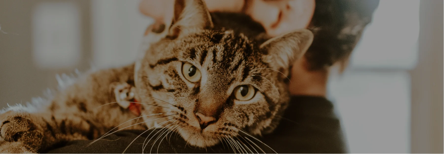 cat insurance