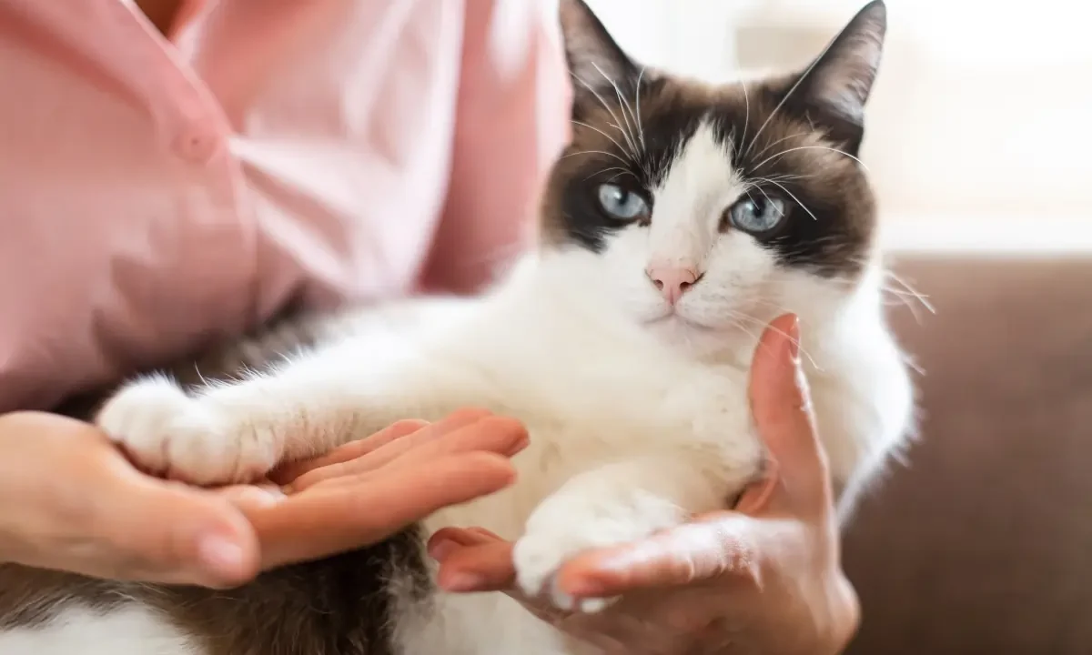 cat insurance 2025