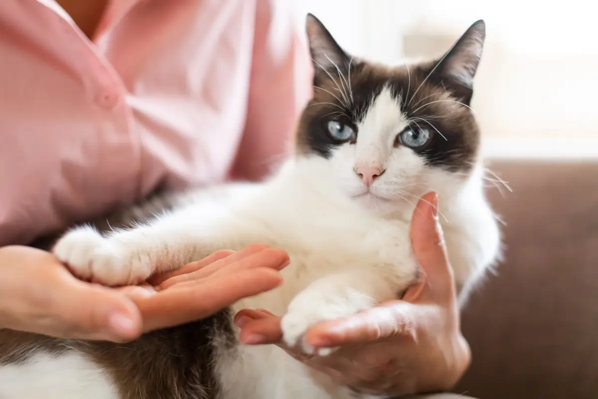 cat insurance 2025