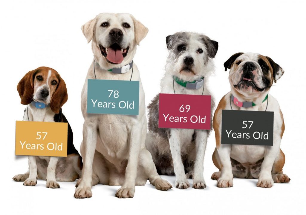 Senior dog