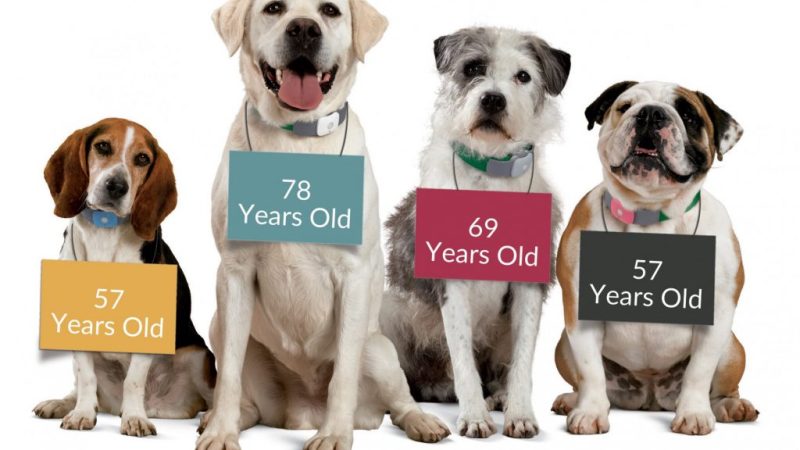 Is Pet Insurance Worth It for Senior Dogs in 2025? A PawzSure Review